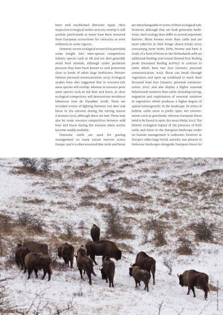 Bison-Rewilding-Plan-2014