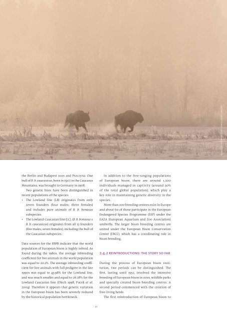 Bison-Rewilding-Plan-2014