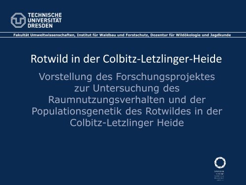 Rotwild in der Colbitz-Letzlinger-Heide