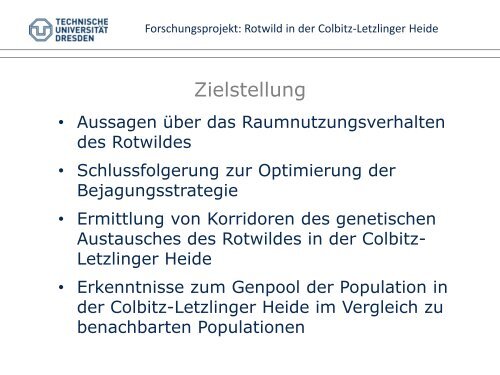 Rotwild in der Colbitz-Letzlinger-Heide