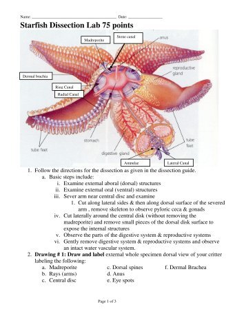 Starfish Dissection Lab 75 points
