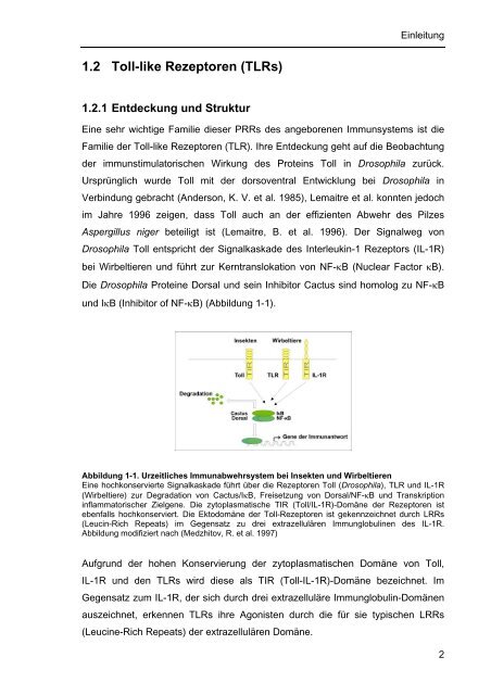 Spezies-spezifische und Zelltyp-spezifische Regulation von Toll-like ...