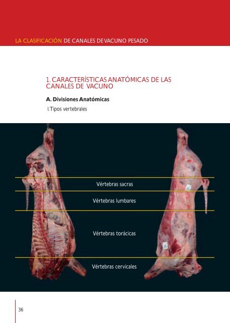 ClasificaciÃ³n de Canales de Vacuno Pesado