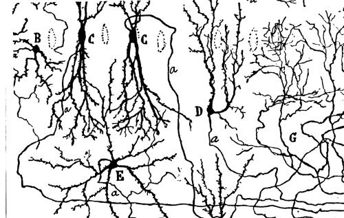 Autores_Humberto Maturana, Francisco Varela - El Arbol del Conocimiento