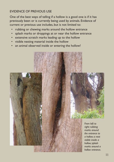 Tree hollows in Tasmania A guide - CRC for Forestry