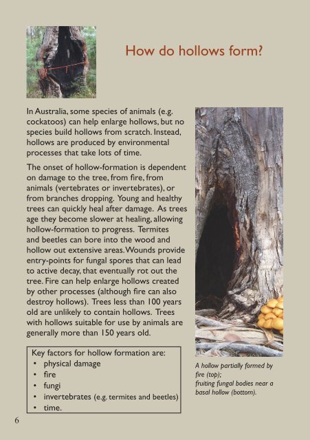 Tree hollows in Tasmania A guide - CRC for Forestry