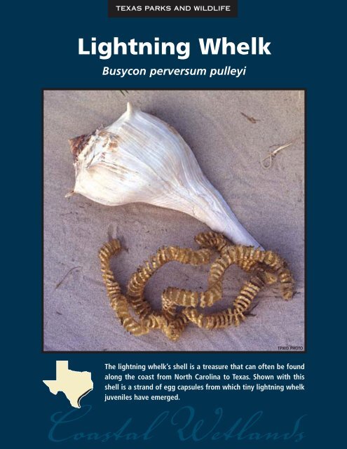 Lightning Whelk - The State of Water