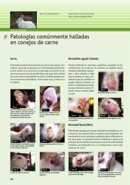 PatologÃ­as comÃºnmente halladas en conejos de carne - Colegio de ...