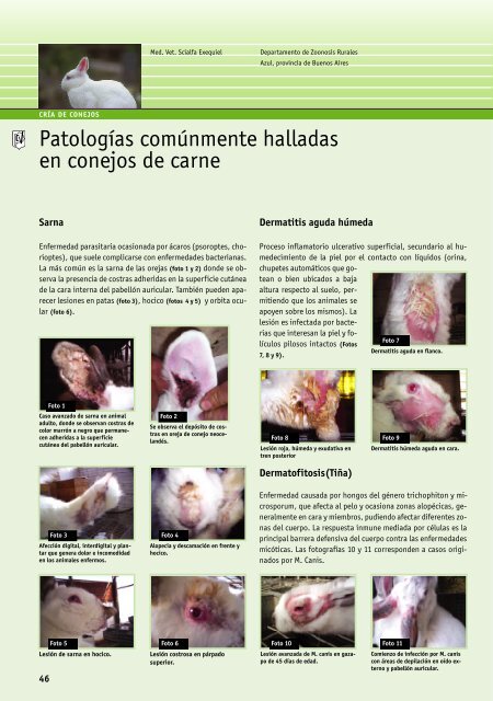 PatologÃ­as comÃºnmente halladas en conejos de carne - Colegio de ...