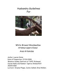 White Browed Woodswallow - Nswfmpa.org