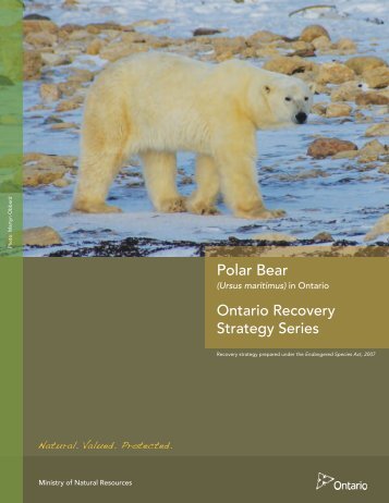 Recovery Strategy for Polar Bear in Ontario - Ministry of Natural ...