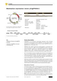 Mammalian expression vector pTagFP635 C - Evrogen