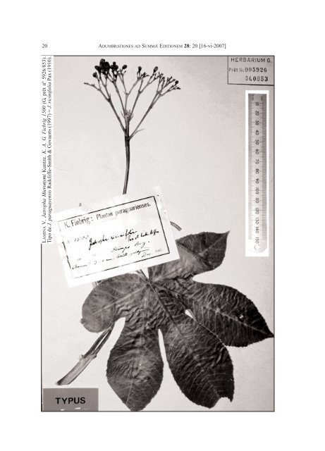 Jatropha Hieronymi Kuntze - Biblioteca digital del Real JardÃ­n ...