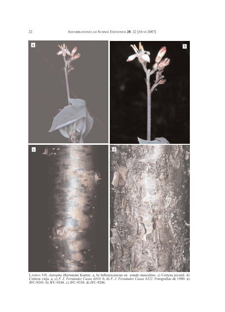 Jatropha Hieronymi Kuntze - Biblioteca digital del Real JardÃ­n ...