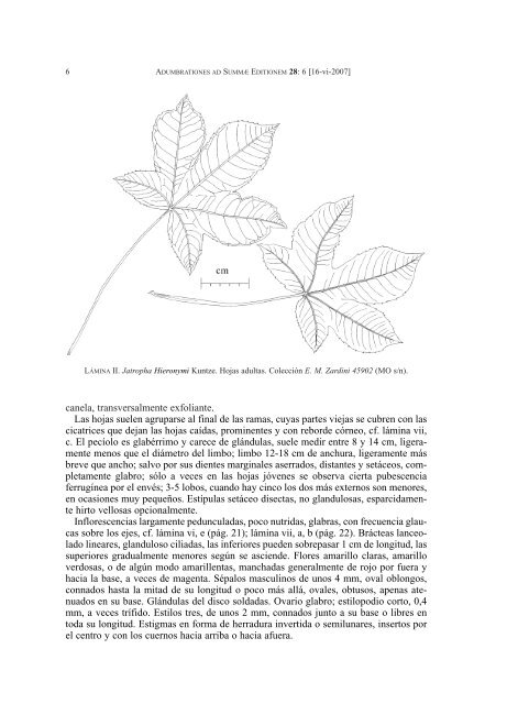 Jatropha Hieronymi Kuntze - Biblioteca digital del Real JardÃ­n ...