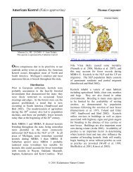 American Kestrel - Michigan Breeding Bird Atlas Website