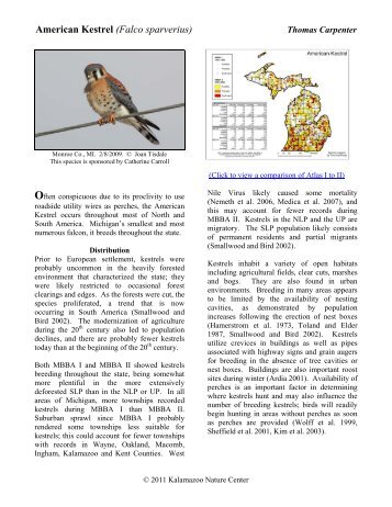 American Kestrel - Michigan Breeding Bird Atlas Website