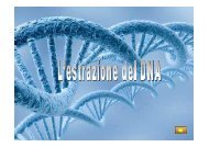 Estrazione del DNA II A