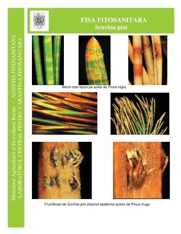 Scirrhia pini - MADR - Ministerul Agriculturii si Dezvoltarii Rurale