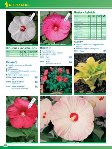 spiest Å¡eit - Onava.lv