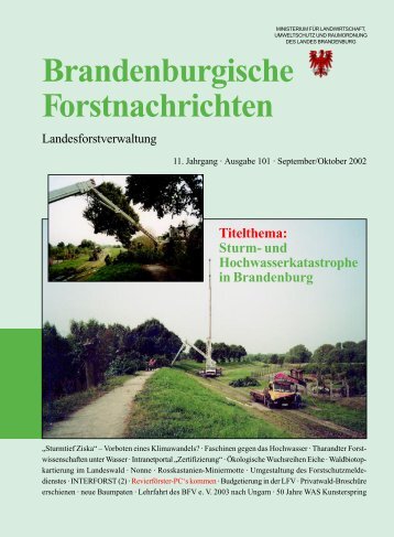 Waldmehrung in Brandenburg - Ministerium für Infrastruktur und ...