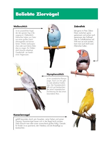 aktion tier – Menschen für Tiere e.V.: Glasscheiben – Gefahr für Vögel