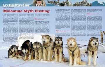 Malamute Myth Busting - Alaskan Arctic Expeditions