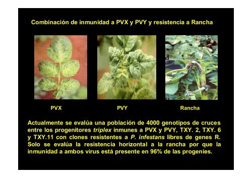 âGenÃ©tica Cuantitativa y Mejoramiento de Papas Autotetraploidesâ