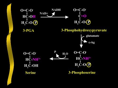 Nitrogen Acquisition and Amino Acid Biosynthesis - Ecu