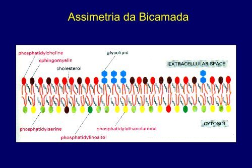 Membranas Celulares