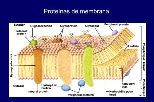 Membranas Celulares