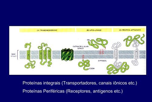 Membranas Celulares