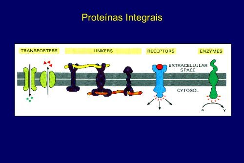 Membranas Celulares