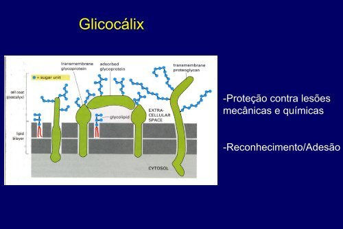 Membranas Celulares