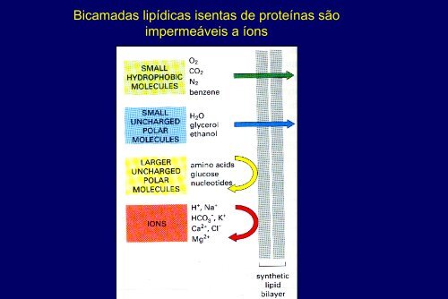 Membranas Celulares