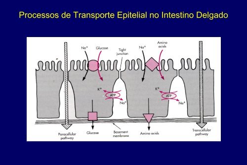 Membranas Celulares