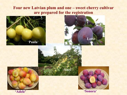 Stone fruit production in Latvia - Cost 873