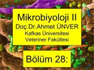 28. Spiroket inf. - Kafkas Ãniversitesi