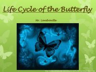 Life Cycle of the Butterfly