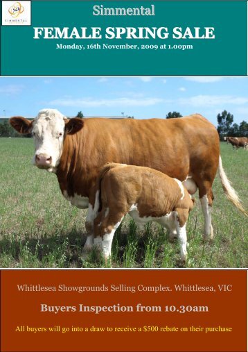 FEMALE SPRING SALE - Simmental Australia