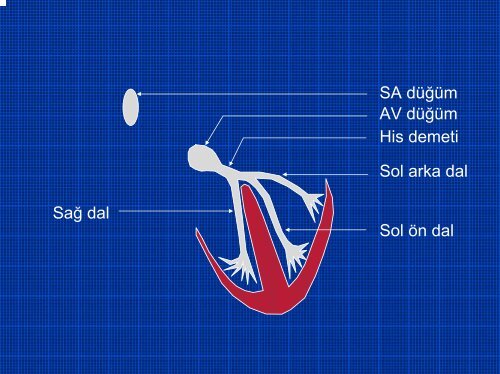 TEMEL EKG