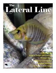 Lateral Line July 2004-1.pub - Hill Country Cichlid Club