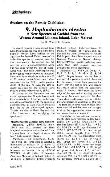 9. Haplochromis electra - The Cichlid Fishes of Lake Malawi, Africa