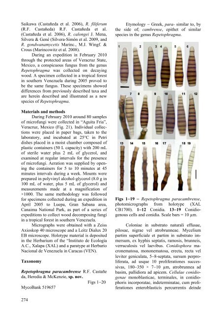 A new species and re-disposed taxa in Repetophragma - CBS