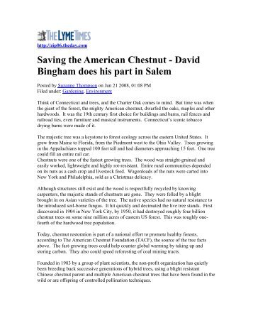 Saving the American Chestnut - David Bingham does his part in Salem