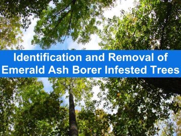 Identification and Removal of Emerald Ash Borer Infested Trees