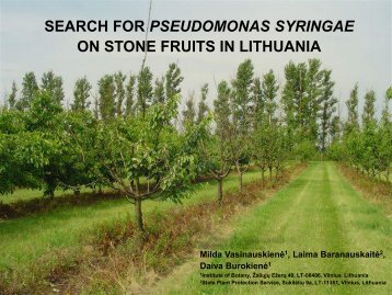 search for pseudomonas syringae on stone fruits in ... - Cost 873