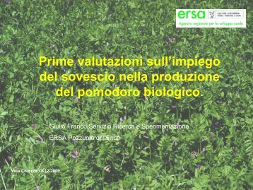 le cover crops sovesciate prima del pomodoro erano la ... - Tec.bio