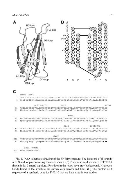 Protein Engineering Protocols - Mycobacteriology research center