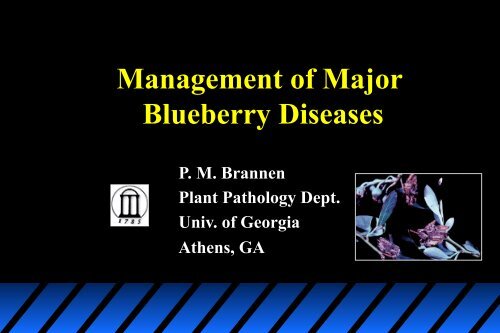 Management of Major Blueberry Diseases - The Southern Region ...